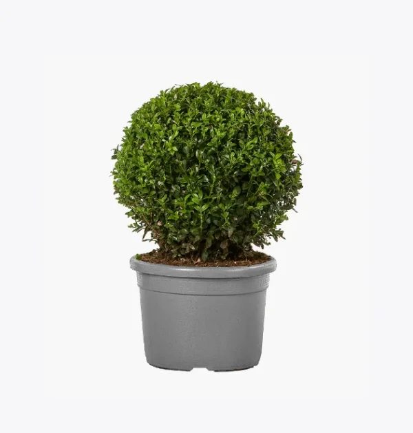 product-image-4_optimized Buku Ajar Hukum (Coming Soon)