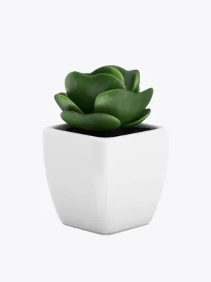 Sollicitudin Aliquam